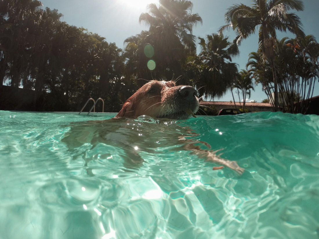 Tappetino refrigerante per cani: Previene il colpo di calore in estate