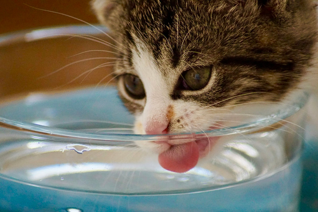 Perché i gatti hanno bisogno di una fontanella d'acqua: Guida all'idratazione