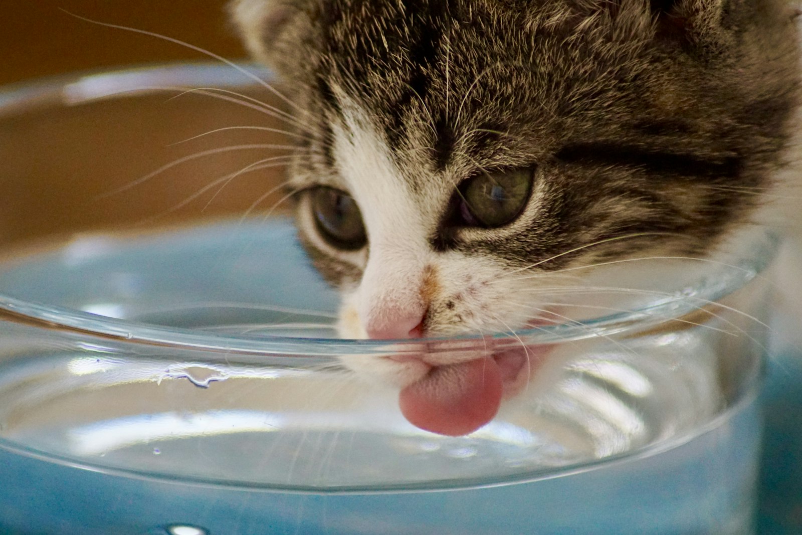 Perché i gatti hanno bisogno di una fontanella d'acqua: Guida all'idratazione