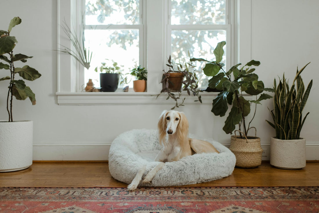La migliore cuccia calmante per cani ansiosi: come funziona