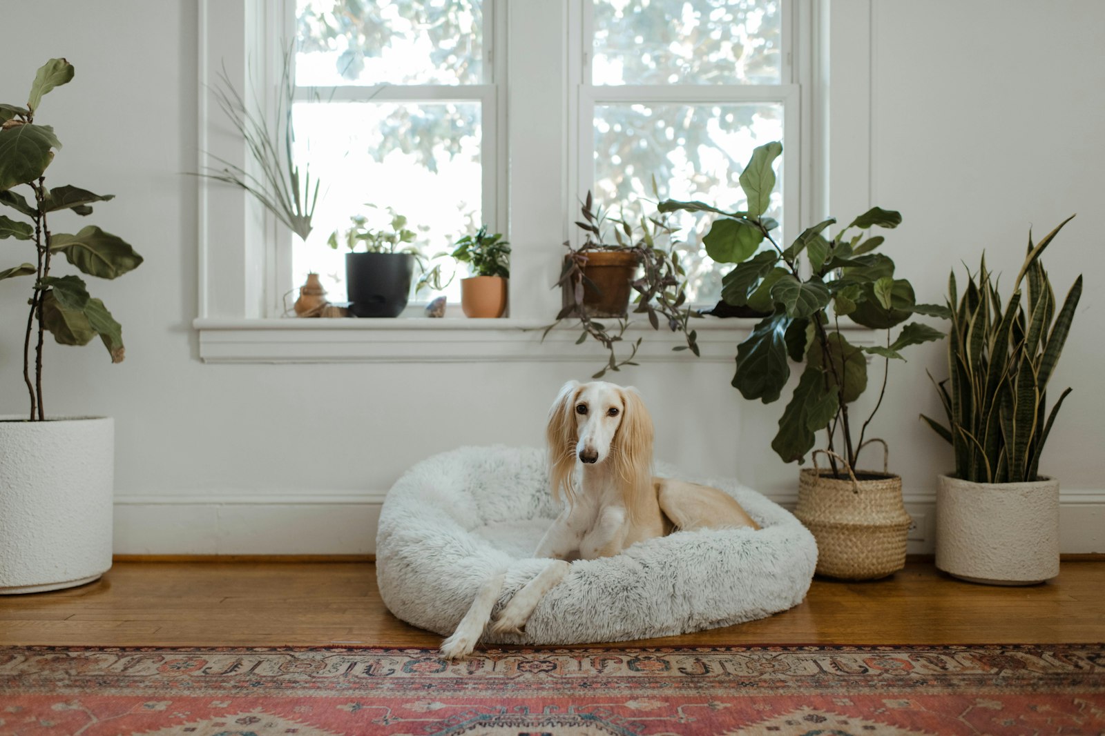 La migliore cuccia calmante per cani ansiosi: come funziona