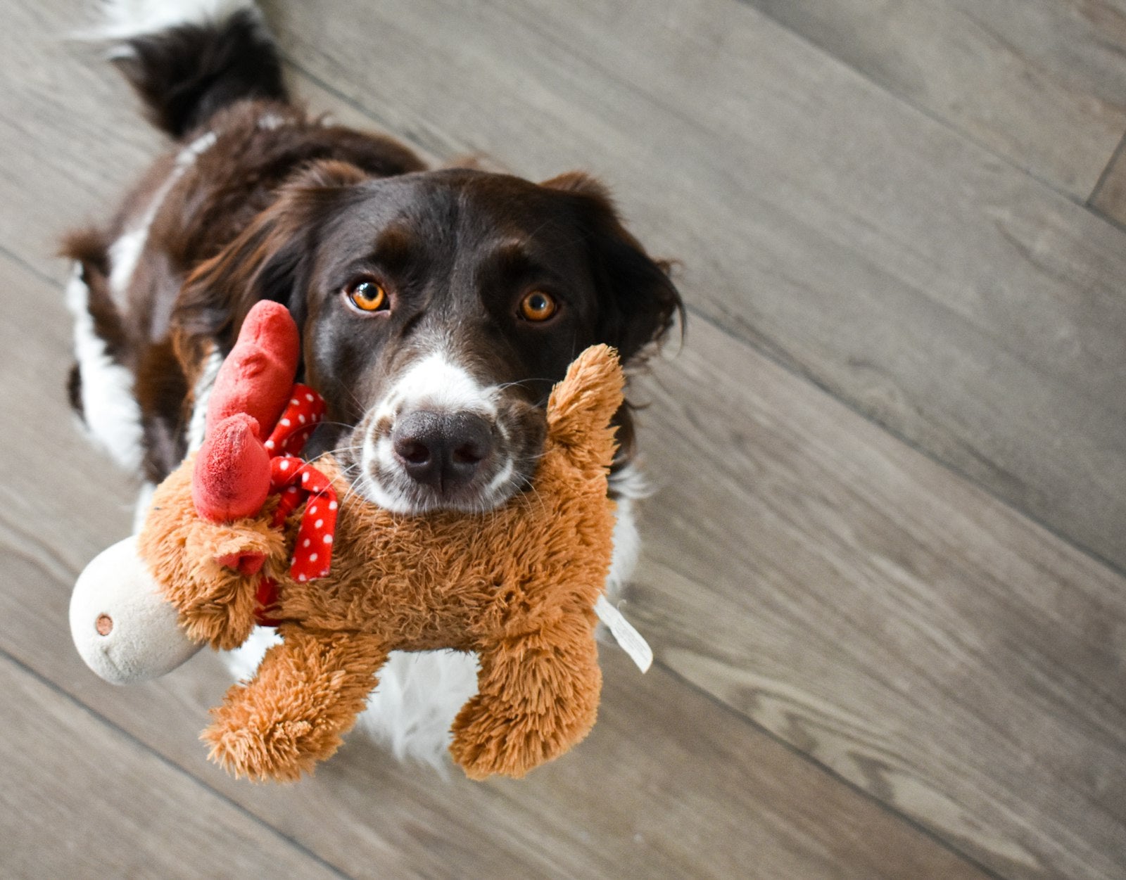 Spazzolino per cani Giocattolo: pulisce i denti Mentre giocano