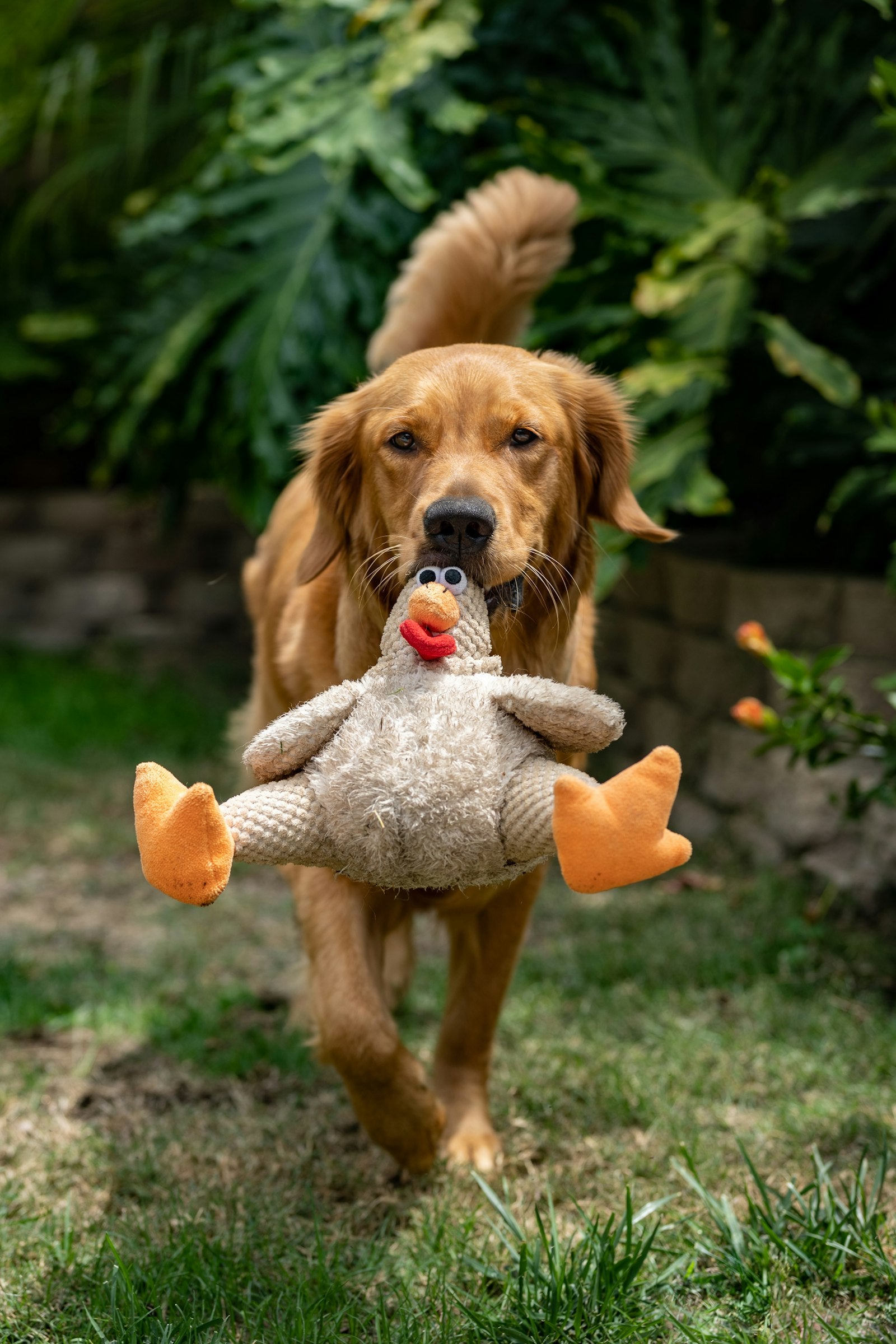 I migliori giochi interattivi per cani per la stimolazione mentale