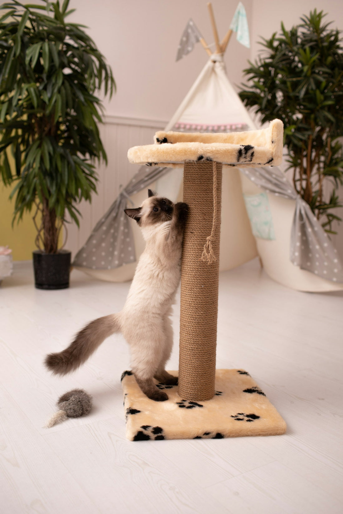 Come impedire al gatto di graffiare i mobili (metodo efficace)