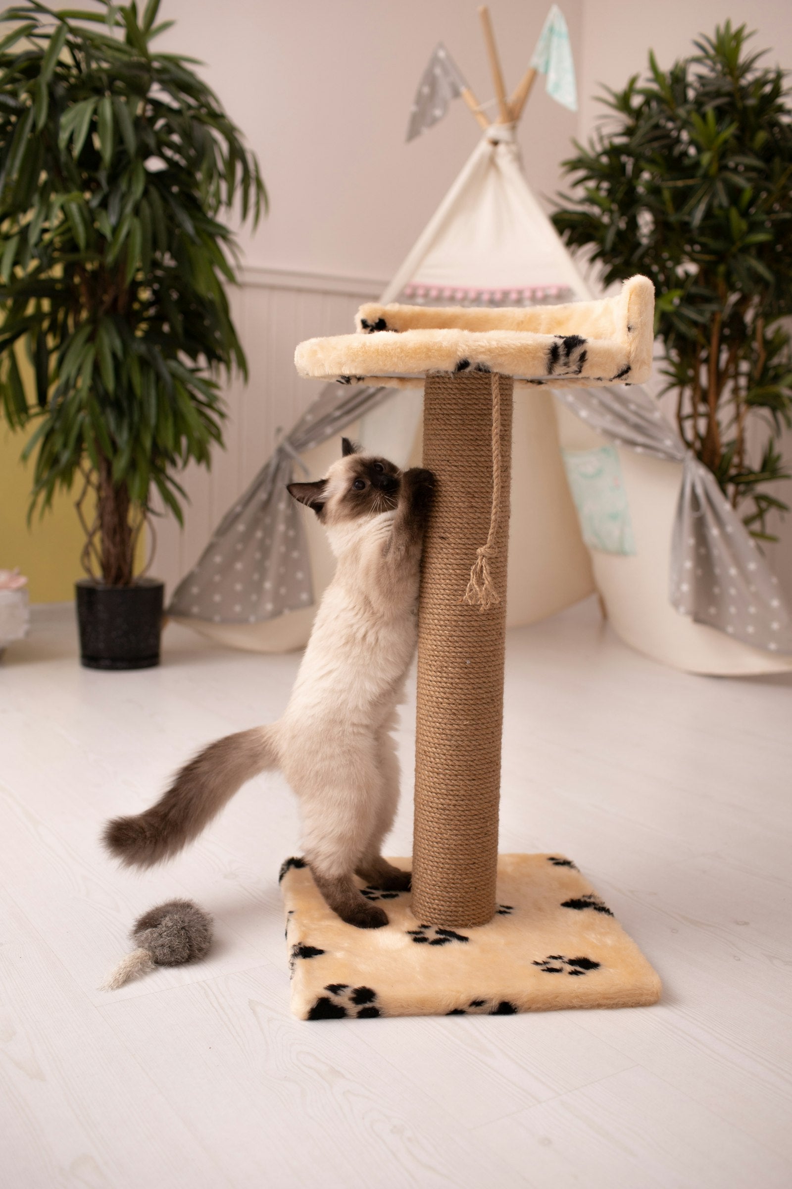 Come impedire al gatto di graffiare i mobili (metodo efficace)