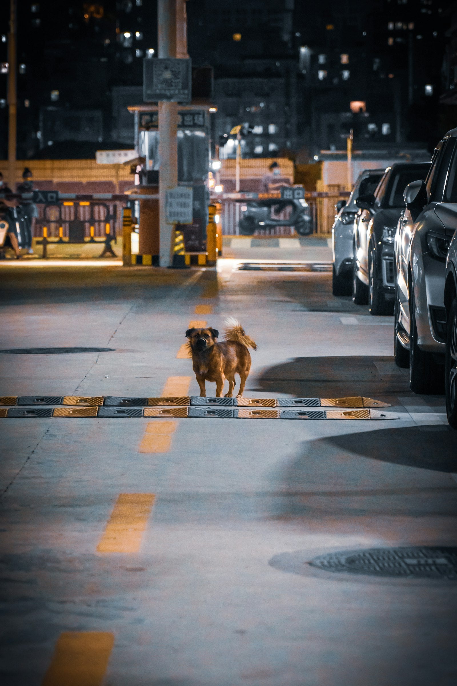 Collare LED per cani per le passeggiate notturne: resta visibile