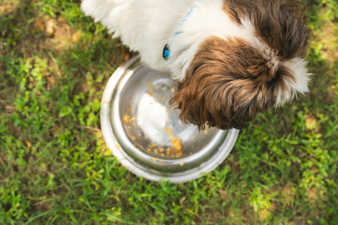 Ciotola rialzata per cani: favorisce una migliore digestione e postura