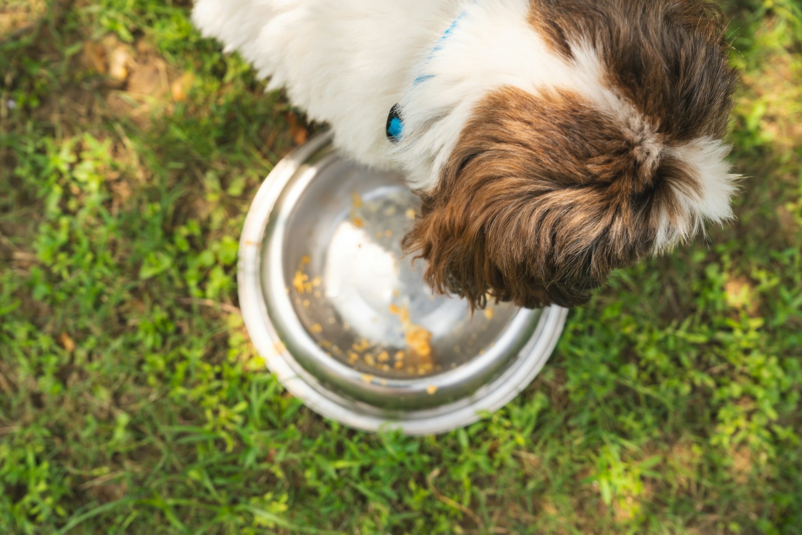 Ciotola rialzata per cani: favorisce una migliore digestione e postura