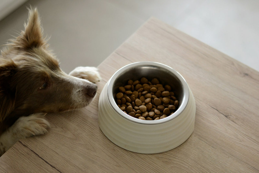 Ciotola anti-ingozzamento per cani: previene il gonfiore addominale e l'ingestione rapida del cibo.