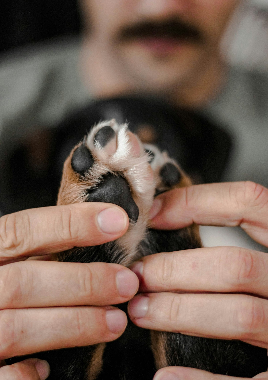 Lima per unghie silenziosa per cani e gatti ansiosi