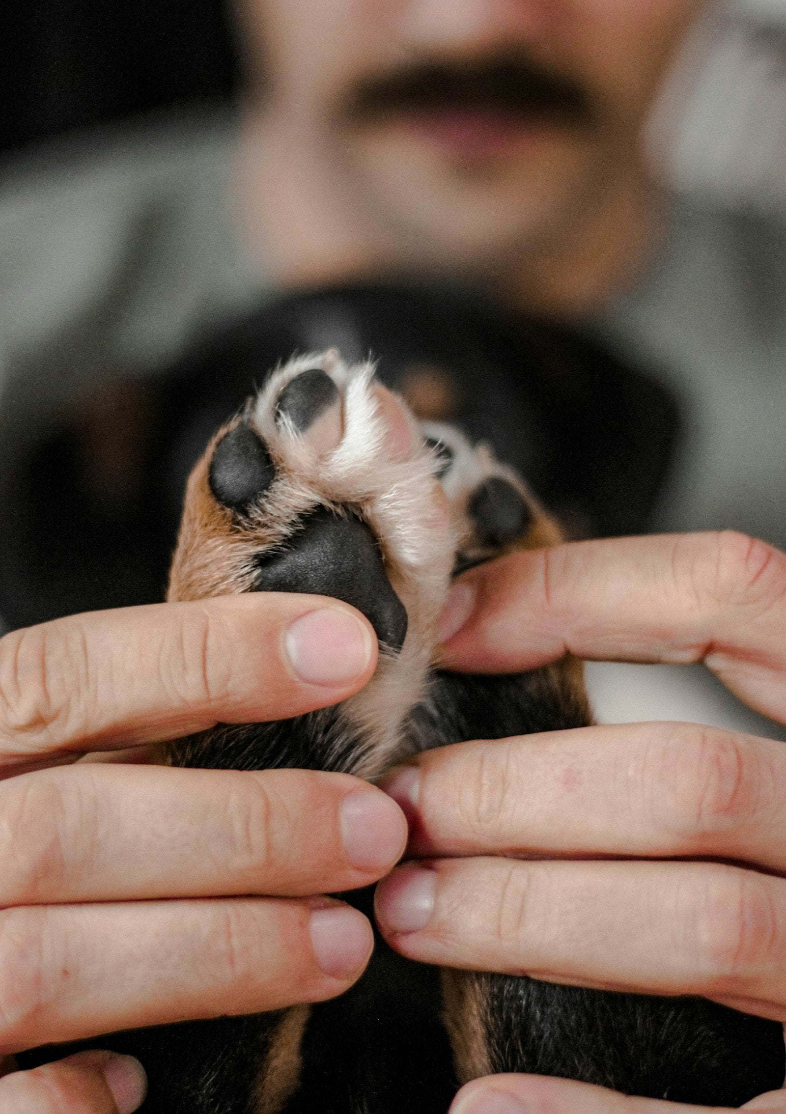 Lima per unghie silenziosa per cani e gatti ansiosi