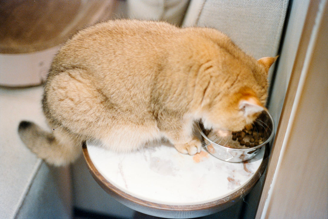 Guida alla mangiatoia automatica per animali con controllo delle porzioni